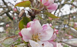 011 - lederapfelbluete